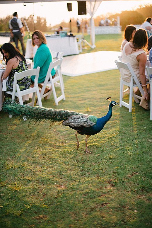 peacock walks through hawaii wedding reception