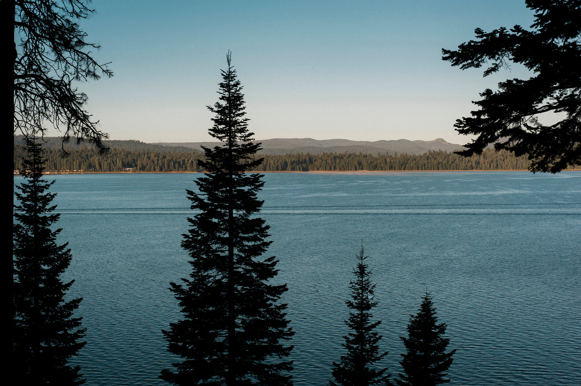 pine trees silhouettes at sunrise lake almanor