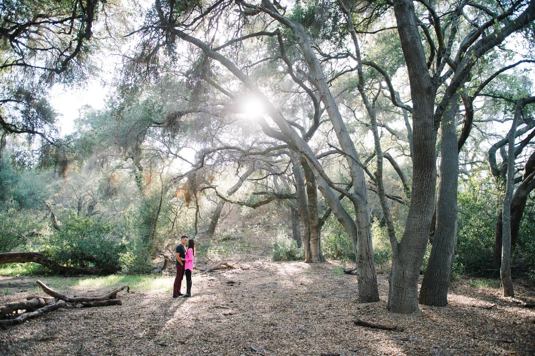 couple kissing under large oak grove caspers wilderness engagement photos