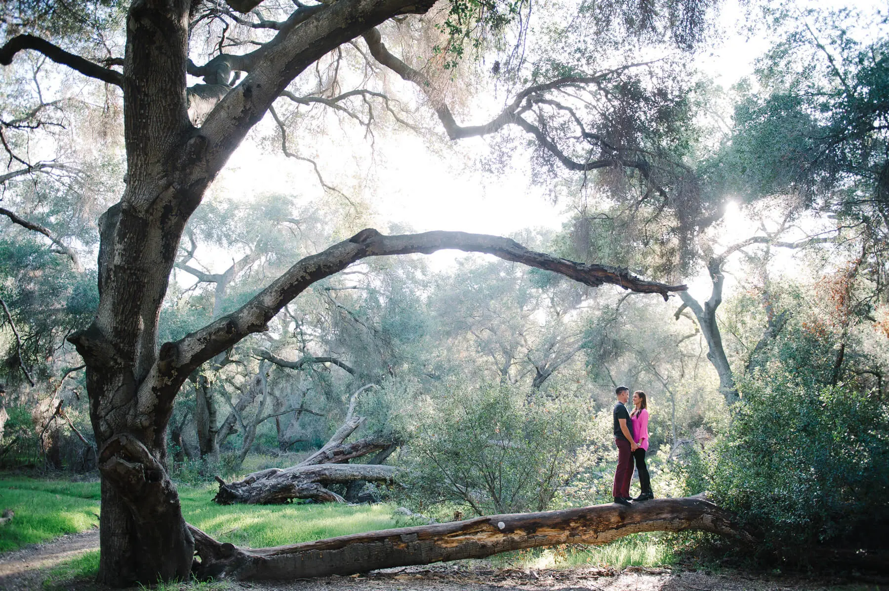 couple standing on large oak tree trunk orange county engagement photo